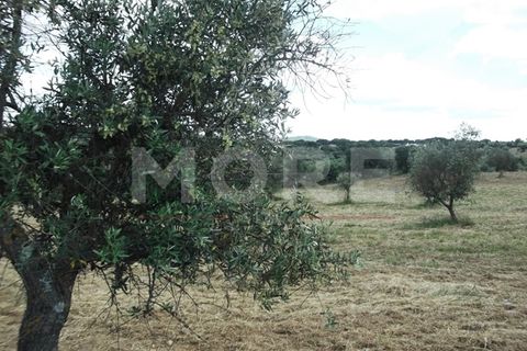 Terra a Redondo, Evora, Redondo - € 60.000 | Ref: 02290/T001 - foto 3