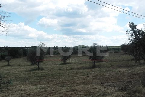 Terra a Redondo, Evora, Redondo - € 60.000 | Ref: 02290/T001 - foto 2