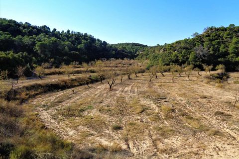 Finca i Maella, Zaragoza, Maella - € 19.000 | Ref: 0671 - foto 7