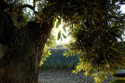Finca i Fabara, Zaragoza, Fabara - € 15.000 | Ref: 0581 - foto 9