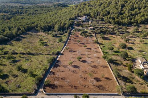 Finca i Cala Murada, Mallorca, Cala Murada - € 1 600 000 | Ref: 70418 - foto 23