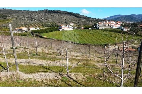 Farm i Vila Flor, Braganca, Vila Flor - € 1.250.000 | Ref: RE9991AG - foto 1
