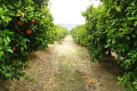 Farm i Vila Flor, Braganca, Vila Flor - € 1.250.000 | Ref: RE9991AG - foto 2