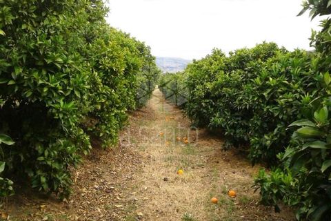 Farm i Vila Flor, Braganca, Vila Flor - € 1.250.000 | Ref: RE9991AG - foto 3