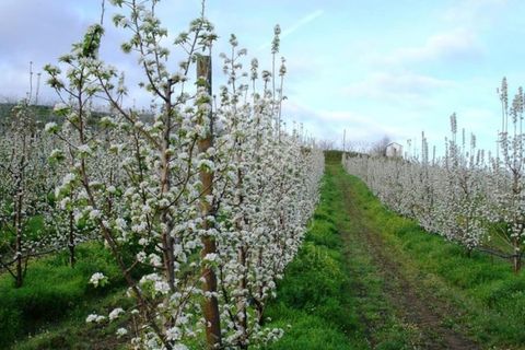 Farm i Vila Flor, Braganca, Vila Flor - € 1.250.000 | Ref: RE9991AG - foto 8