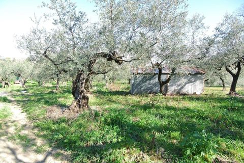 Landejendom i Moscufo, Pescara, Moscufo - € 21.000 | Ref: 3894873 - foto 3
