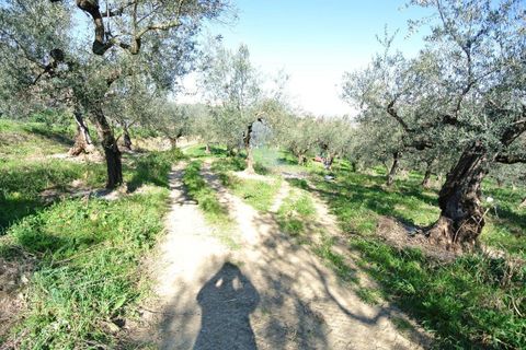 Landejendom i Moscufo, Pescara, Moscufo - € 21.000 | Ref: 3894873 - foto 2