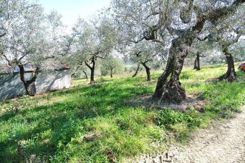 Landejendom i Moscufo, Pescara, Moscufo - € 21.000 | Ref: 3894873 - foto 5