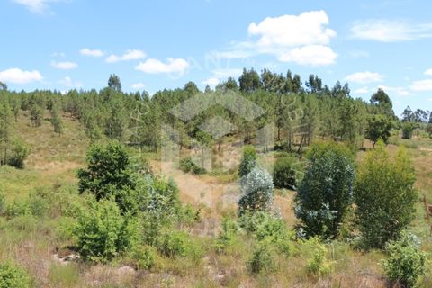 Terra a Azere e Covelo, Coimbra, Azere e Covelo - € 300.000 | Ref: GT-2995-T - foto 15