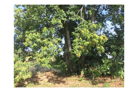 Helårsgrund i Viseu, Viseu, Viseu - € 35.000 | Ref: LMG_3244 - N - foto 6