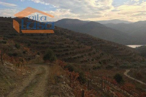 Farm i Torre de Moncorvo, Braganca, Torre de Moncorvo - € 2.500.000 | Ref: 803121004 - foto 5