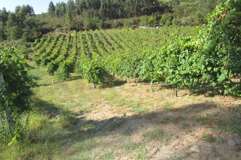 Helårsgrund i Lara, Viana do Castelo, Lara - € 125.000 | Ref: MNC0464T - foto 2