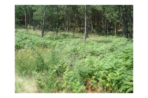 Helårsgrund i Moncao, Viana do Castelo, Moncao - € 35.000 | Ref: MNC0213T - foto 4