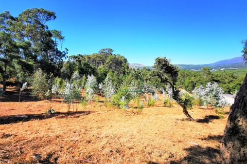 Helårsgrund i Viana do Castelo, Viana do Castelo, Viana do Castelo - € 350.000 | Ref: 1628 - foto 7