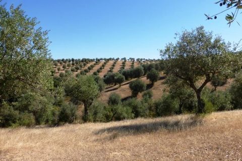 Helårsgrund i Avis, Portalegre, Avis - € 750.000 | Ref: 6891_T - foto 2
