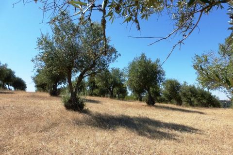 Helårsgrund i Avis, Portalegre, Avis - € 750.000 | Ref: 6891_T - foto 3