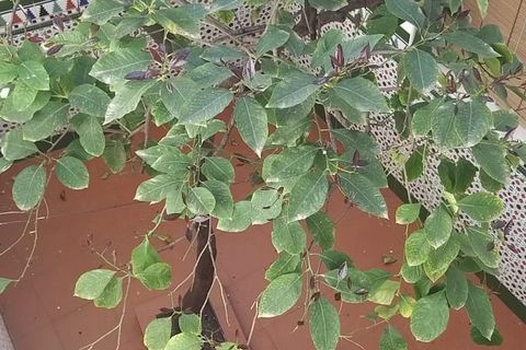 Byhus i Iznajar, Cordoba, Iznajar - € 110.000 | Ref: ID3828 - foto 23