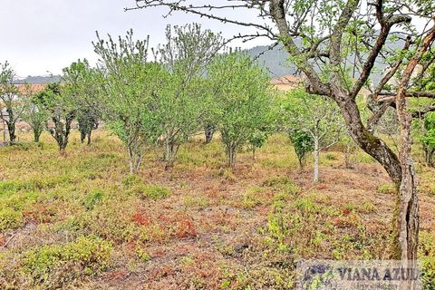 Terra a Areosa, Viana do Castelo, Areosa - € 280.000 | Ref: 1771 - foto 13