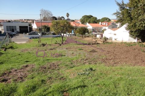 Terra a Riachos, Santarem, Riachos - € 47.500 | Ref: 1951 - foto 3