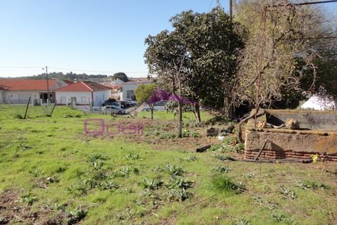 Terra a Riachos, Santarem, Riachos - € 47.500 | Ref: 1951 - foto 4