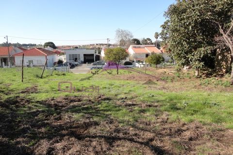 Terra a Riachos, Santarem, Riachos - € 47.500 | Ref: 1951 - foto 5