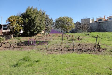 Terra a Riachos, Santarem, Riachos - € 47.500 | Ref: 1951 - foto 6