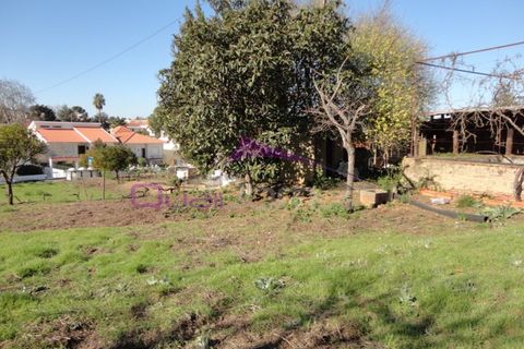 Terra a Riachos, Santarem, Riachos - € 47.500 | Ref: 1951 - foto 7