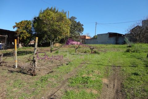Terra a Riachos, Santarem, Riachos - € 47.500 | Ref: 1951 - foto 8