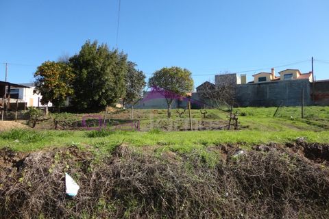 Terra a Riachos, Santarem, Riachos - € 47.500 | Ref: 1951 - foto 9