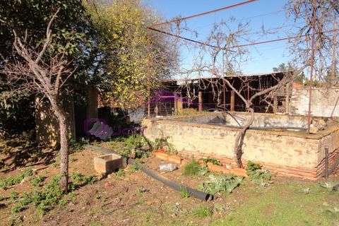 Terra a Riachos, Santarem, Riachos - € 47.500 | Ref: 1951 - foto 10