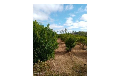 Erhvervsejendom i Macao, Santarem, Macao - € 160.000 | Ref: 7537 - foto 4