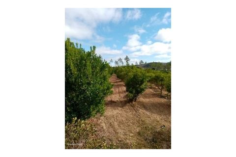 Erhvervsejendom i Macao, Santarem, Macao - € 160.000 | Ref: 7537 - foto 5