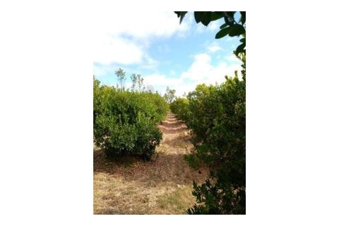 Erhvervsejendom i Macao, Santarem, Macao - € 160.000 | Ref: 7537 - foto 6