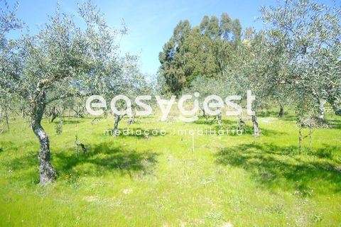 Helårsgrund i Fundao, Castelo Branco, Fundao - € 69.000 | Ref: CB81779MA - foto 2