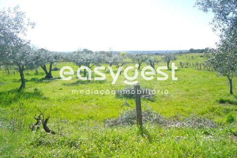 Helårsgrund i Fundao, Castelo Branco, Fundao - € 69.000 | Ref: CB81779MA - foto 5