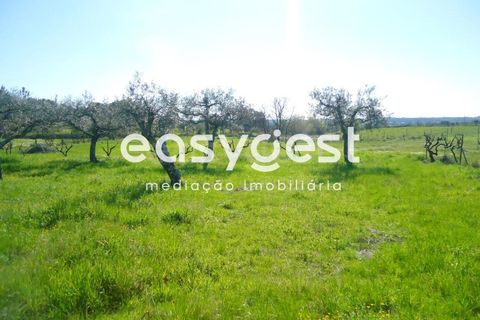 Helårsgrund i Fundao, Castelo Branco, Fundao - € 69.000 | Ref: CB81779MA - foto 10