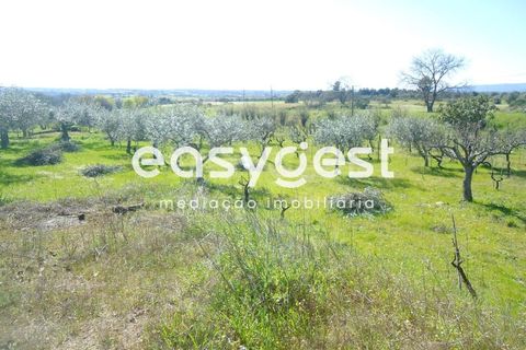 Helårsgrund i Fundao, Castelo Branco, Fundao - € 69.000 | Ref: CB81779MA - foto 13