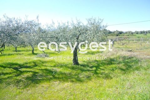 Helårsgrund i Fundao, Castelo Branco, Fundao - € 69.000 | Ref: CB81779MA - foto 14