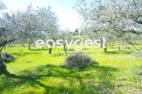 Helårsgrund i Fundao, Castelo Branco, Fundao - € 69.000 | Ref: CB81779MA - foto 15