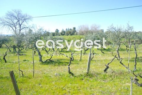 Helårsgrund i Fundao, Castelo Branco, Fundao - € 69.000 | Ref: CB81779MA - foto 16