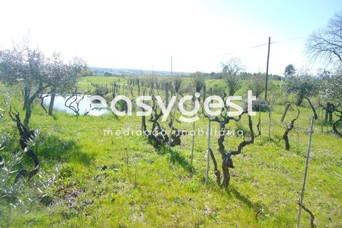 Helårsgrund i Fundao, Castelo Branco, Fundao - € 69.000 | Ref: CB81779MA - foto 17