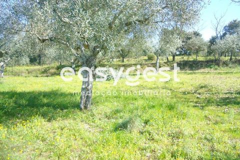 Helårsgrund i Fundao, Castelo Branco, Fundao - € 69.000 | Ref: CB81779MA - foto 22