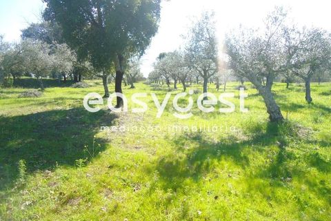 Helårsgrund i Fundao, Castelo Branco, Fundao - € 69.000 | Ref: CB81779MA - foto 23