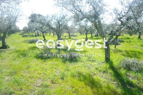 Helårsgrund i Fundao, Castelo Branco, Fundao - € 69.000 | Ref: CB81779MA - foto 24