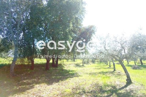 Helårsgrund i Fundao, Castelo Branco, Fundao - € 69.000 | Ref: CB81779MA - foto 25