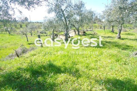 Helårsgrund i Fundao, Castelo Branco, Fundao - € 69.000 | Ref: CB81779MA - foto 26