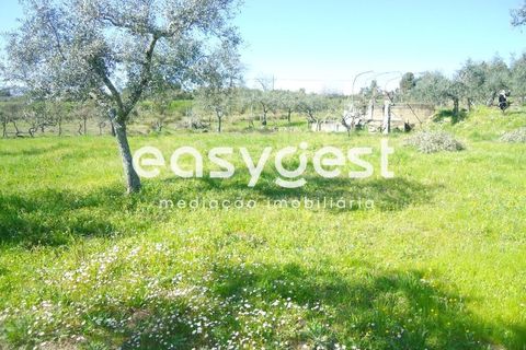 Helårsgrund i Fundao, Castelo Branco, Fundao - € 69.000 | Ref: CB81779MA - foto 27