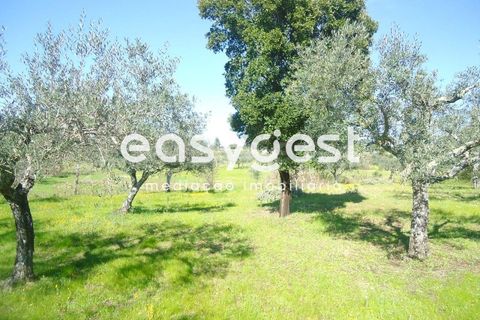 Helårsgrund i Fundao, Castelo Branco, Fundao - € 69.000 | Ref: CB81779MA - foto 28