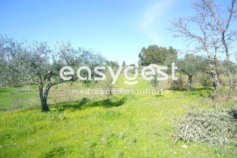 Helårsgrund i Fundao, Castelo Branco, Fundao - € 69.000 | Ref: CB81779MA - foto 29