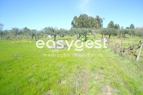 Helårsgrund i Fundao, Castelo Branco, Fundao - € 69.000 | Ref: CB81779MA - foto 36